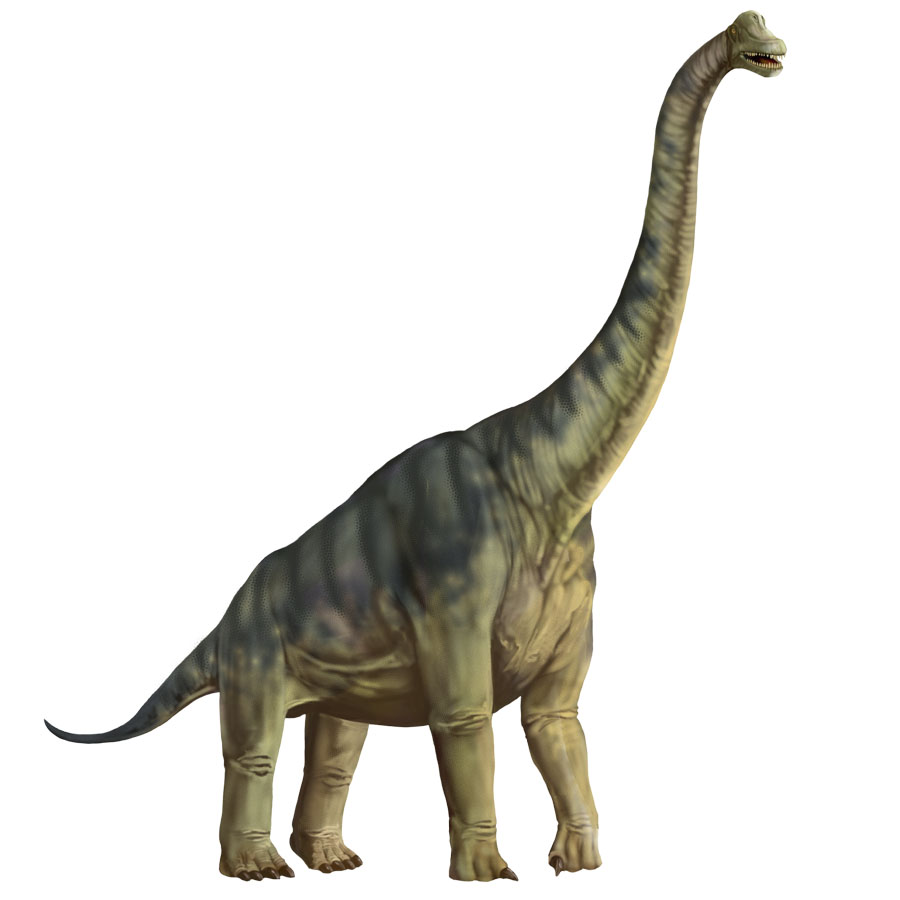 dinozaury-najwa-niejsze-informacje-kiedy-y-y-jak-wygin-y-scroll