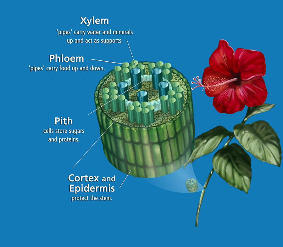 xylem and phloem. xylem and phloem,