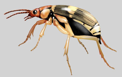 bombardier beetle