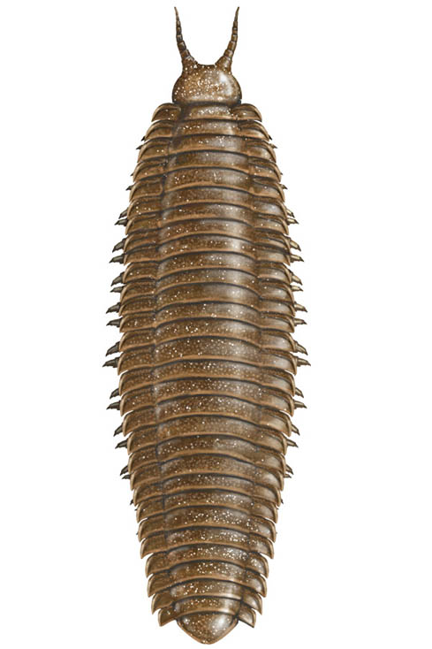 http://www.karencarr.com/auto_image/auto_image_mid/Field_Museum_arthropleura.jpg