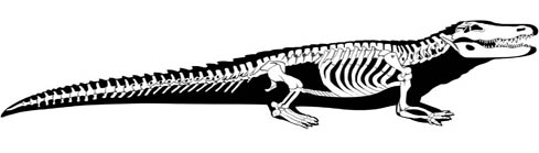 Alligator Digestive System