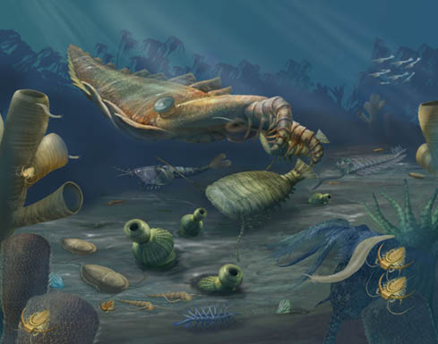 Smithsonian Burgess Shale