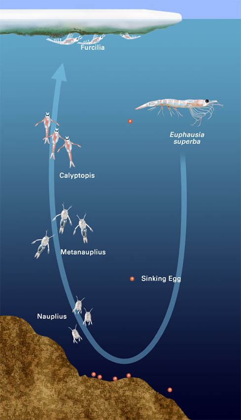 drosophila life cycle. Images for life cycle of