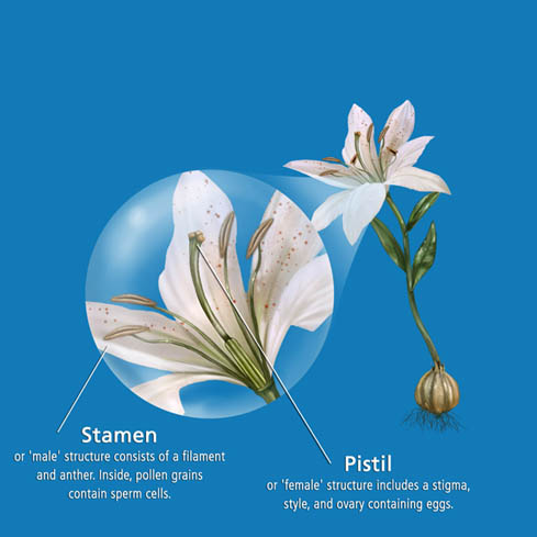 pistil stamen