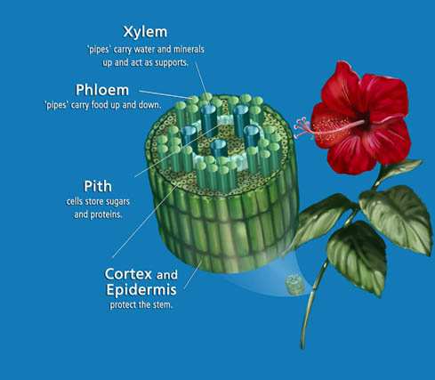 xylem and phloem. xylem and phloem