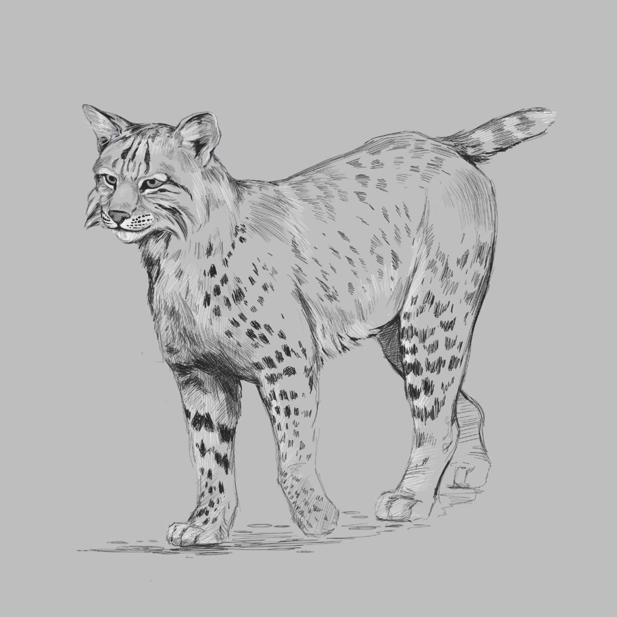 Bobcat by Karen Carr