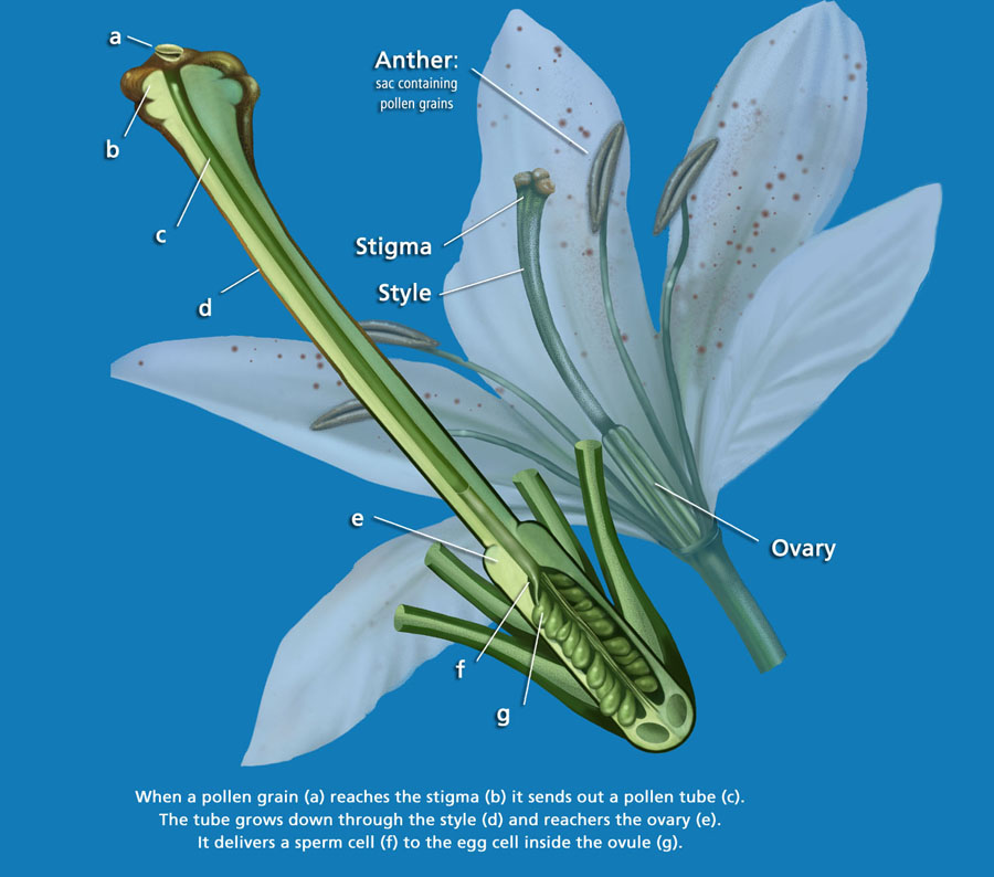 Plant reproductive structures by Karen Carr