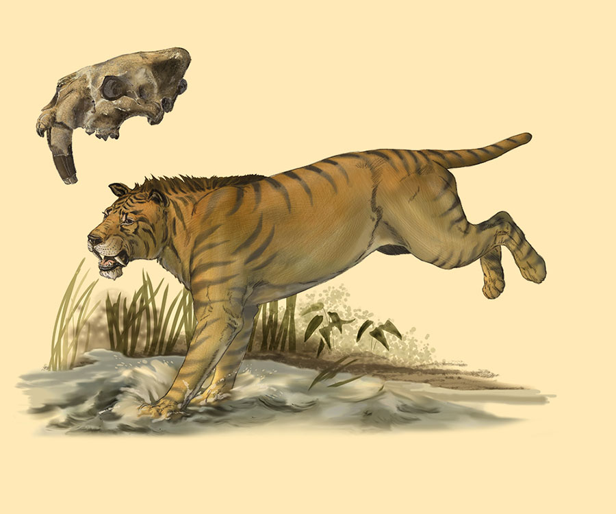 York County Smilodon by Karen Carr