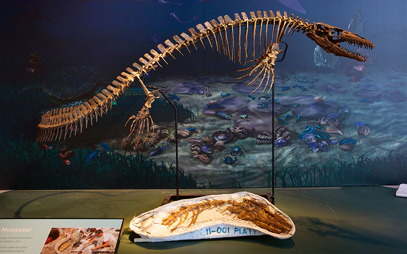 Gallery view: DPA Mesozoic Marine Environment by Karen Carr