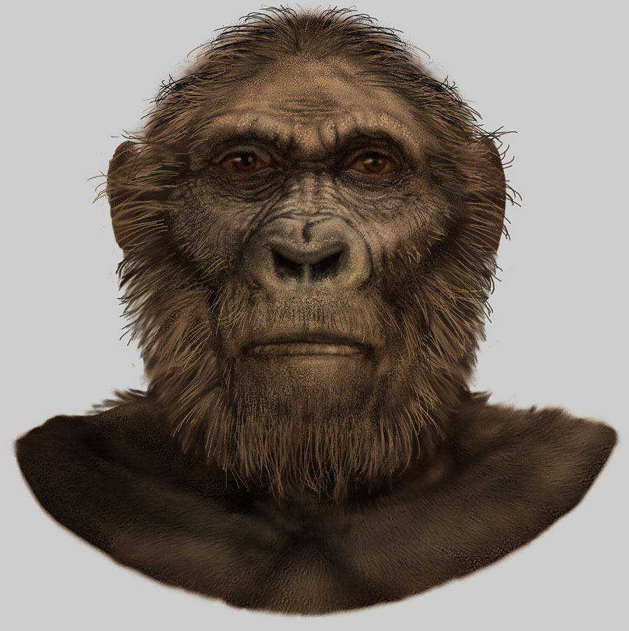 Paranthropus robustus by Karen Carr