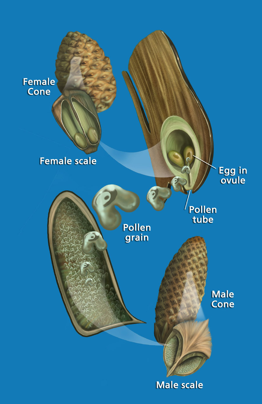 Pine cone pollen and scale by Karen Carr